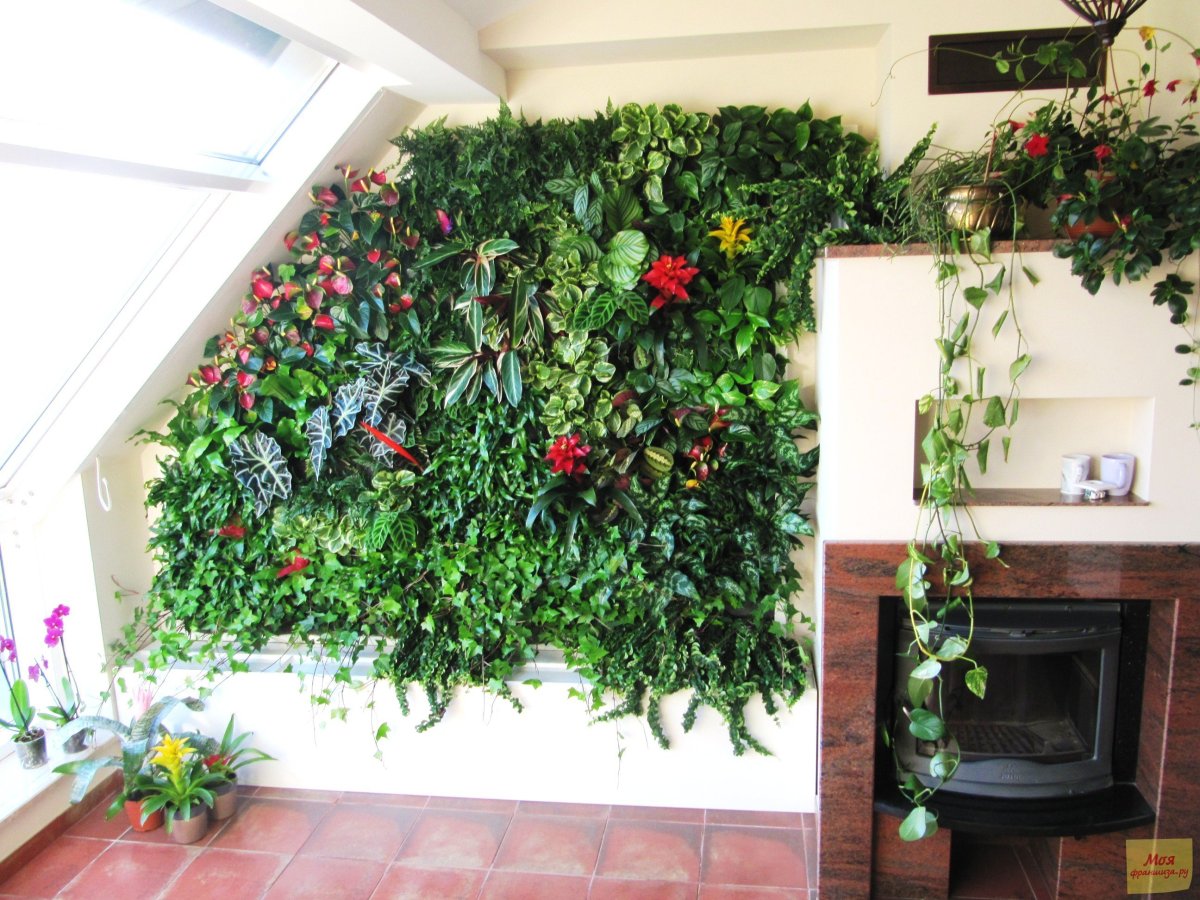 Плющ хлорофитум растения