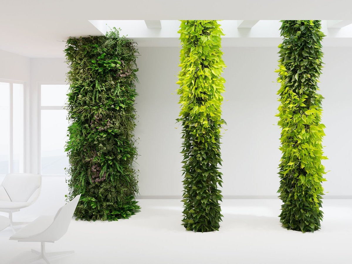 Рипсалис Кокедама