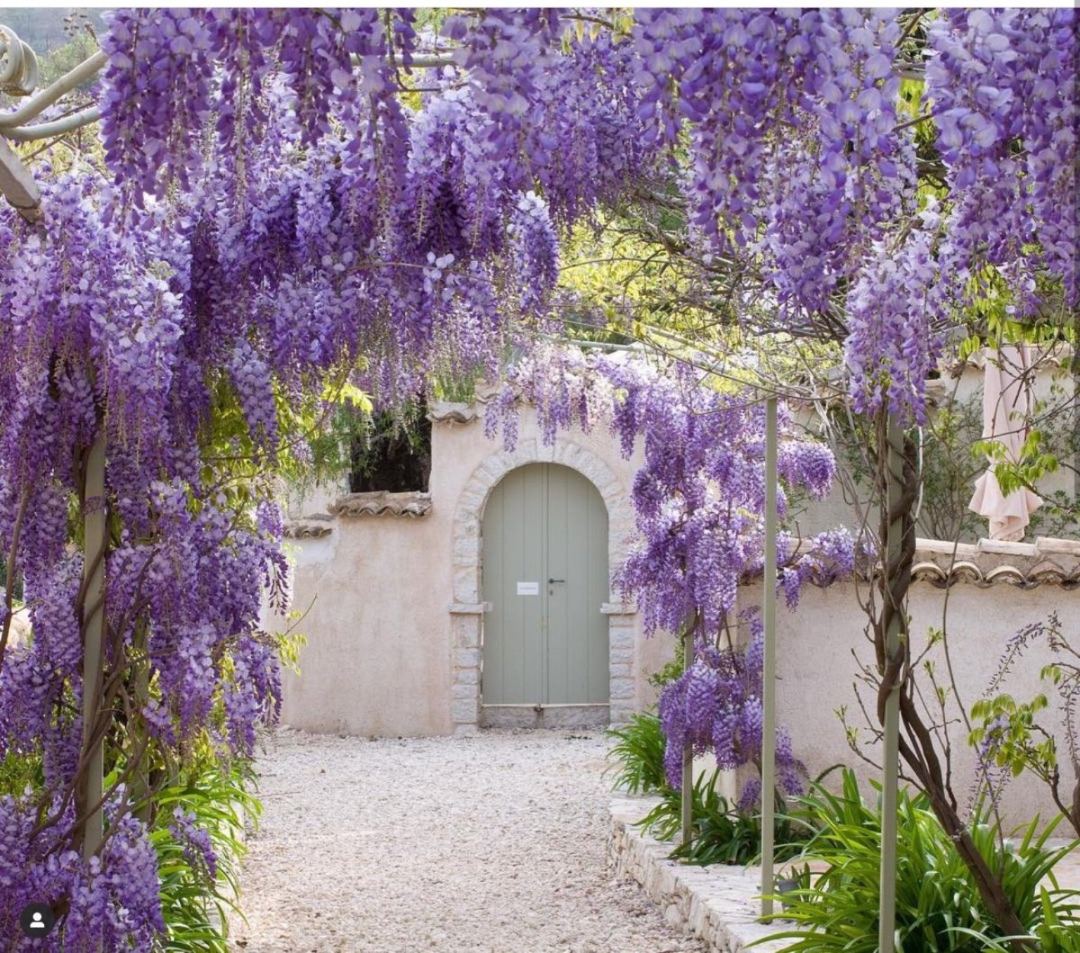 Декоративные лианы