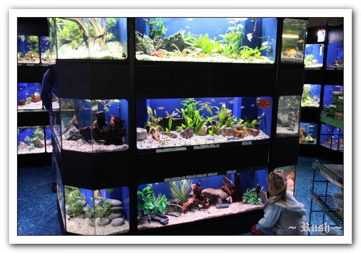 Стойка для петушков