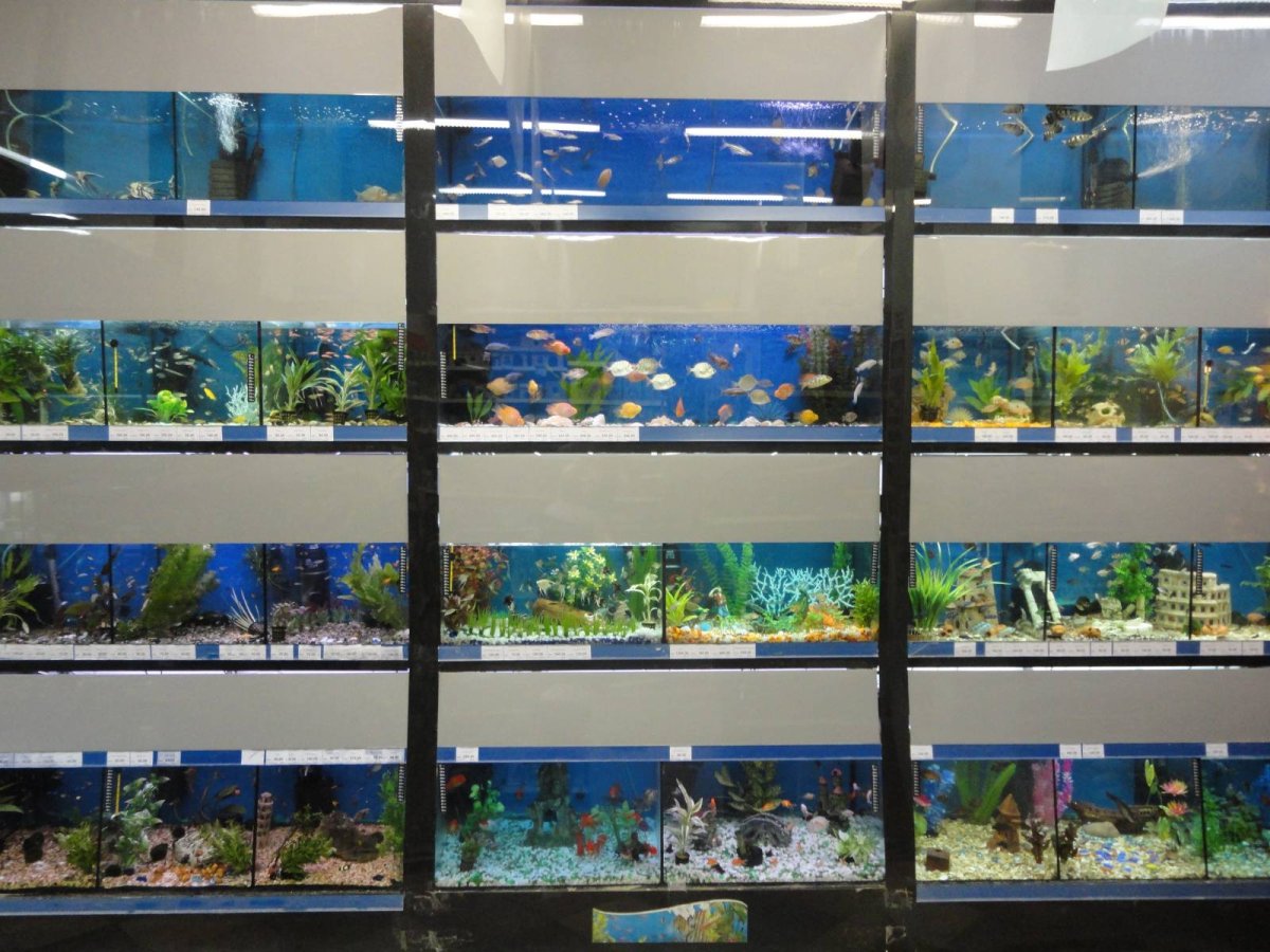 Стильный аквариум в интерьере