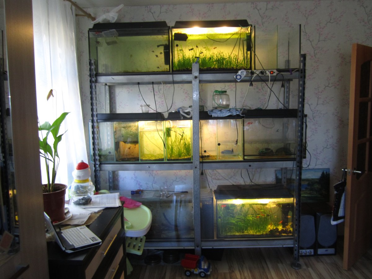 Аквариум 100 литров с живыми растениями