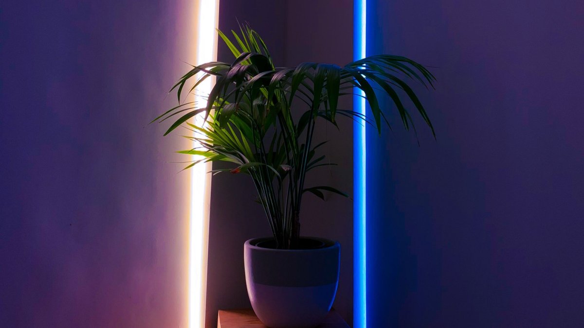 Фитостена в белой гостиной