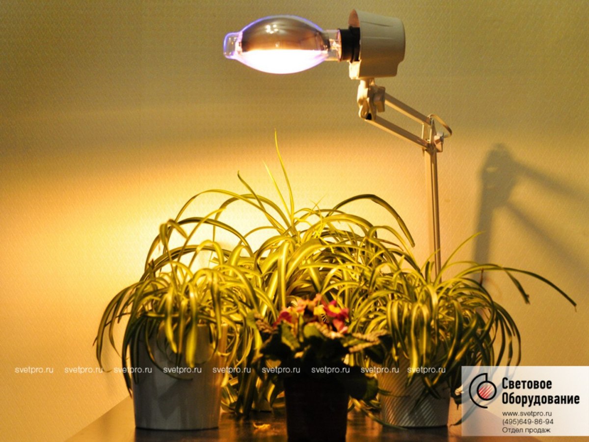 Подсветка растений на участке