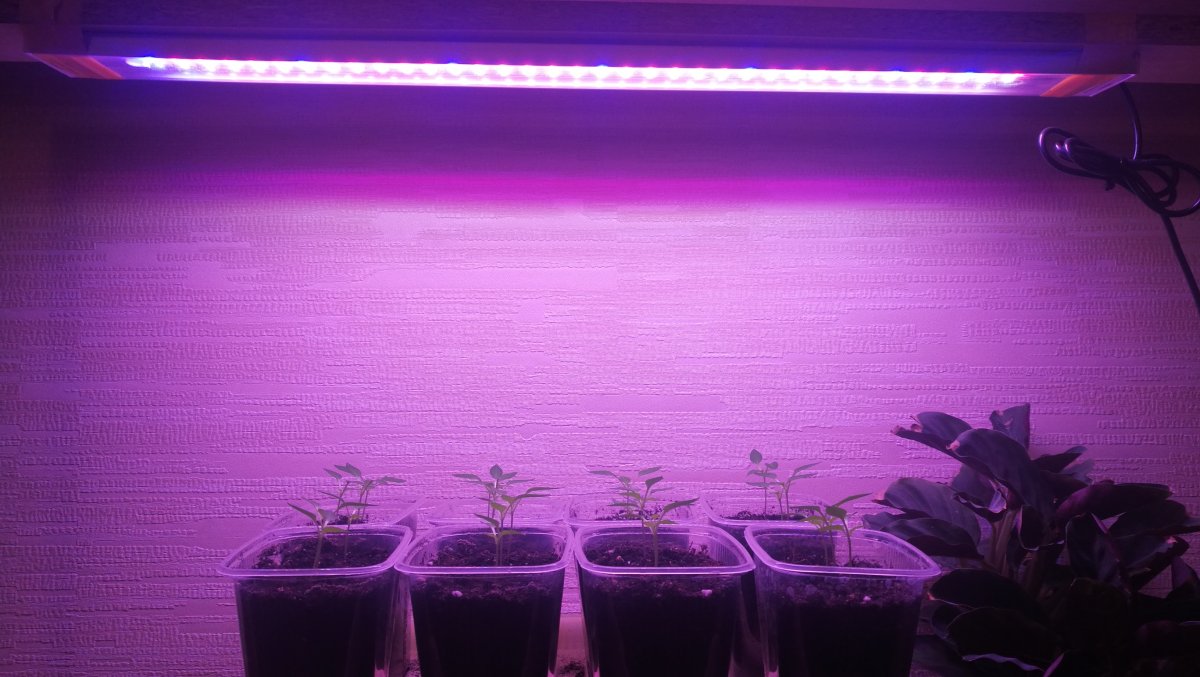 Суккуленты досветка