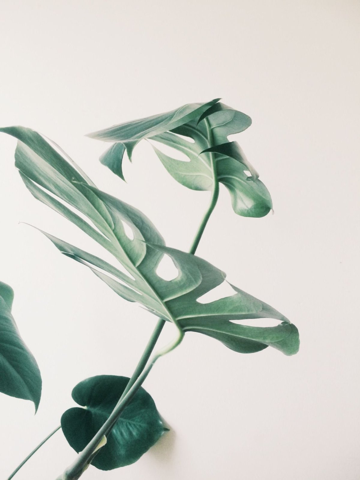 Тропические листья в интерьере спальни