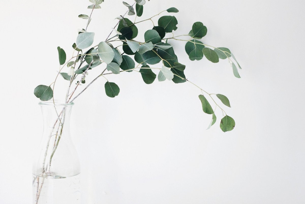 Монстера сбоку