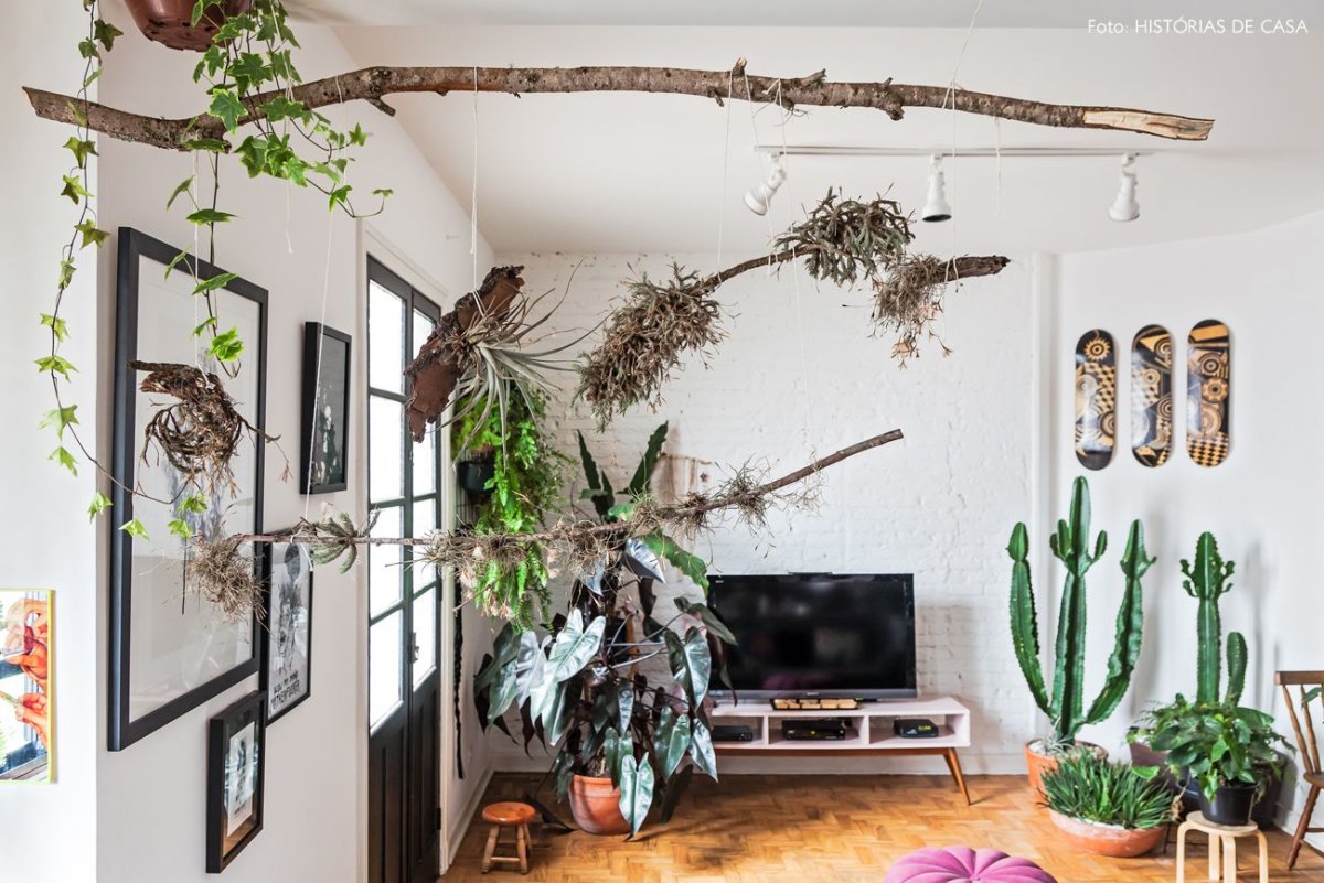 Экзотические растения у нас на окне