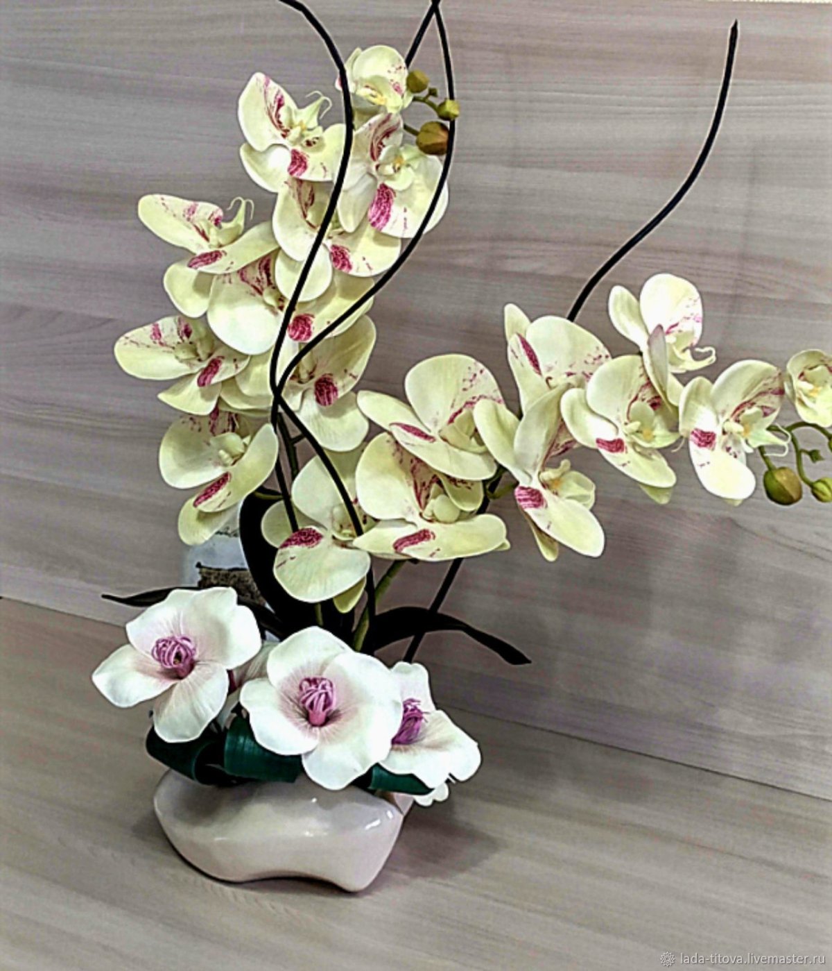 Орхидея фаленопсис суккулент