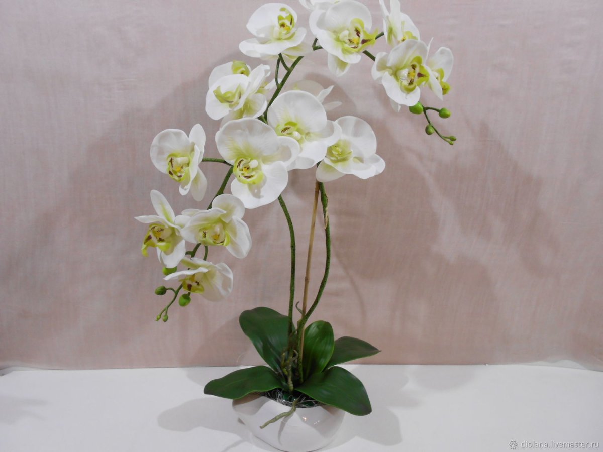 Орхидея фаленопсис белая композиция