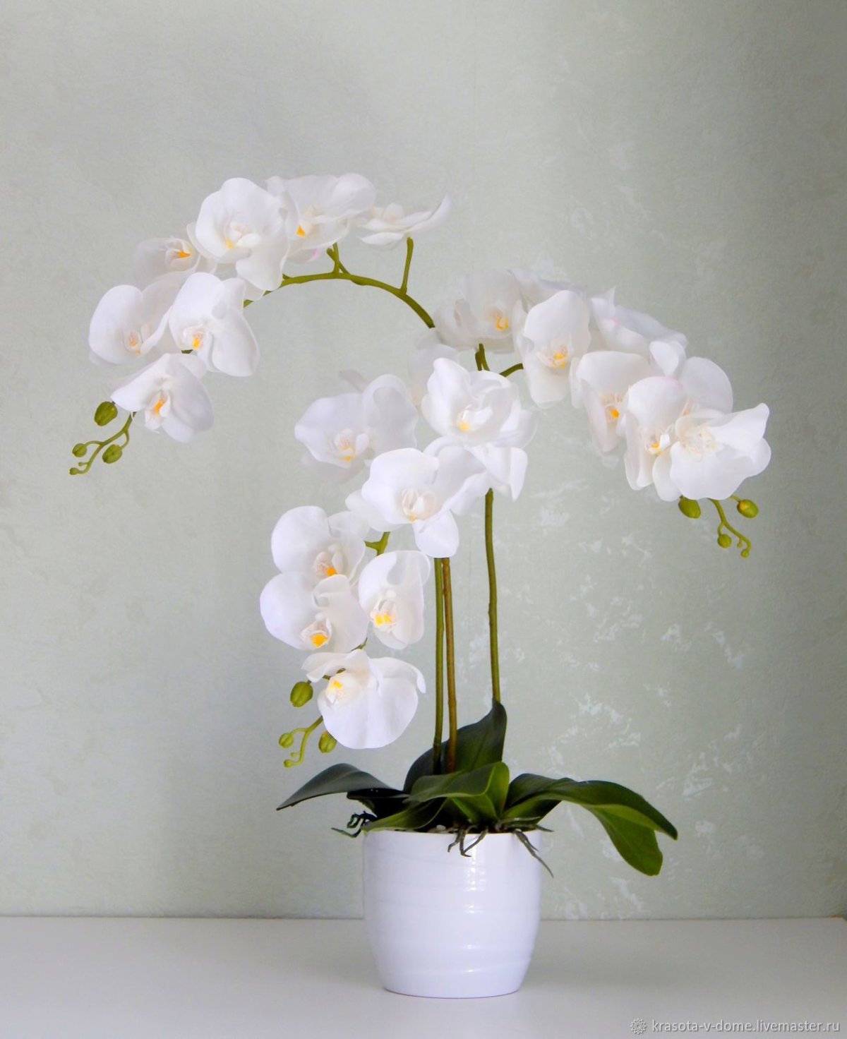 Композиции с орхидеей фаленопсис
