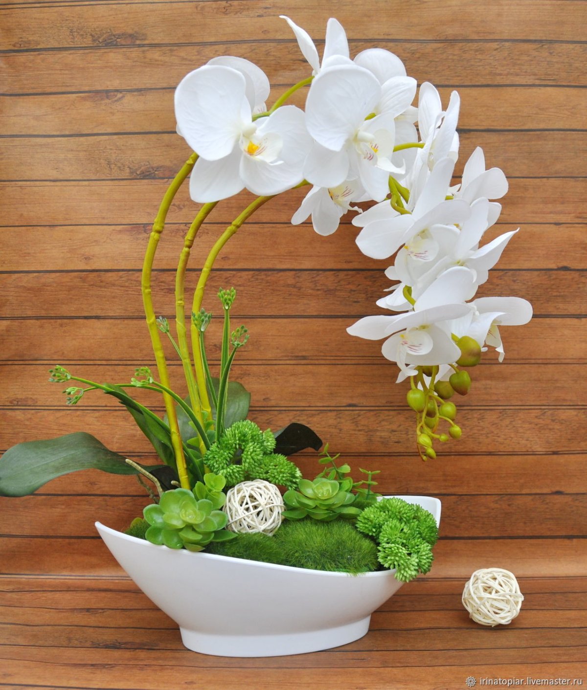 Орхидея Лавсан