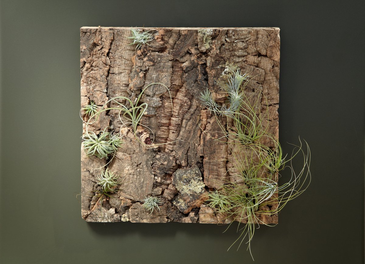 Кора для тилландсии