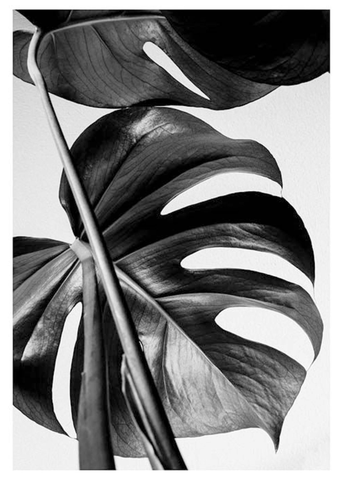 Постер "черно-белое"