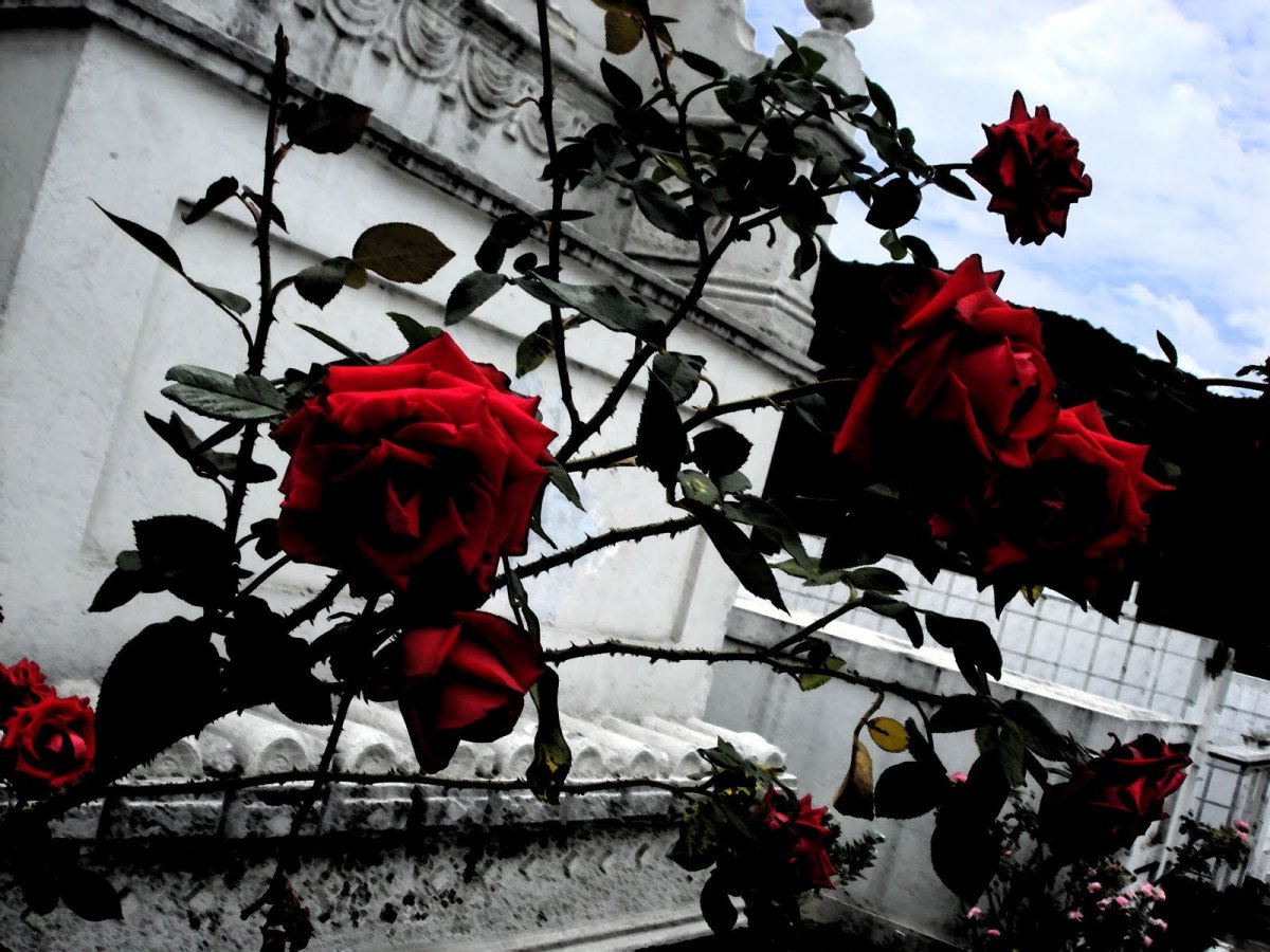 Розы на айфон