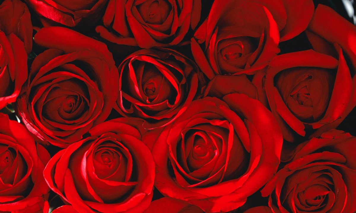 Миллион алых роз