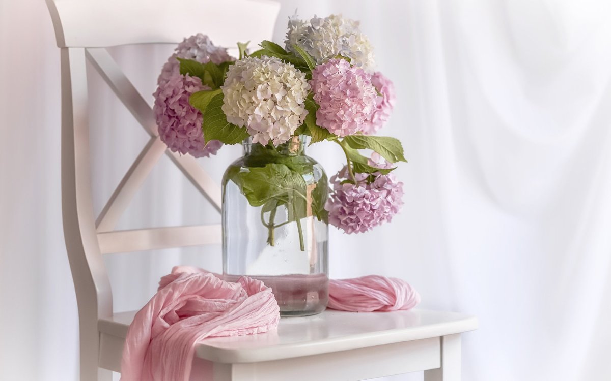 Гортензия Arya