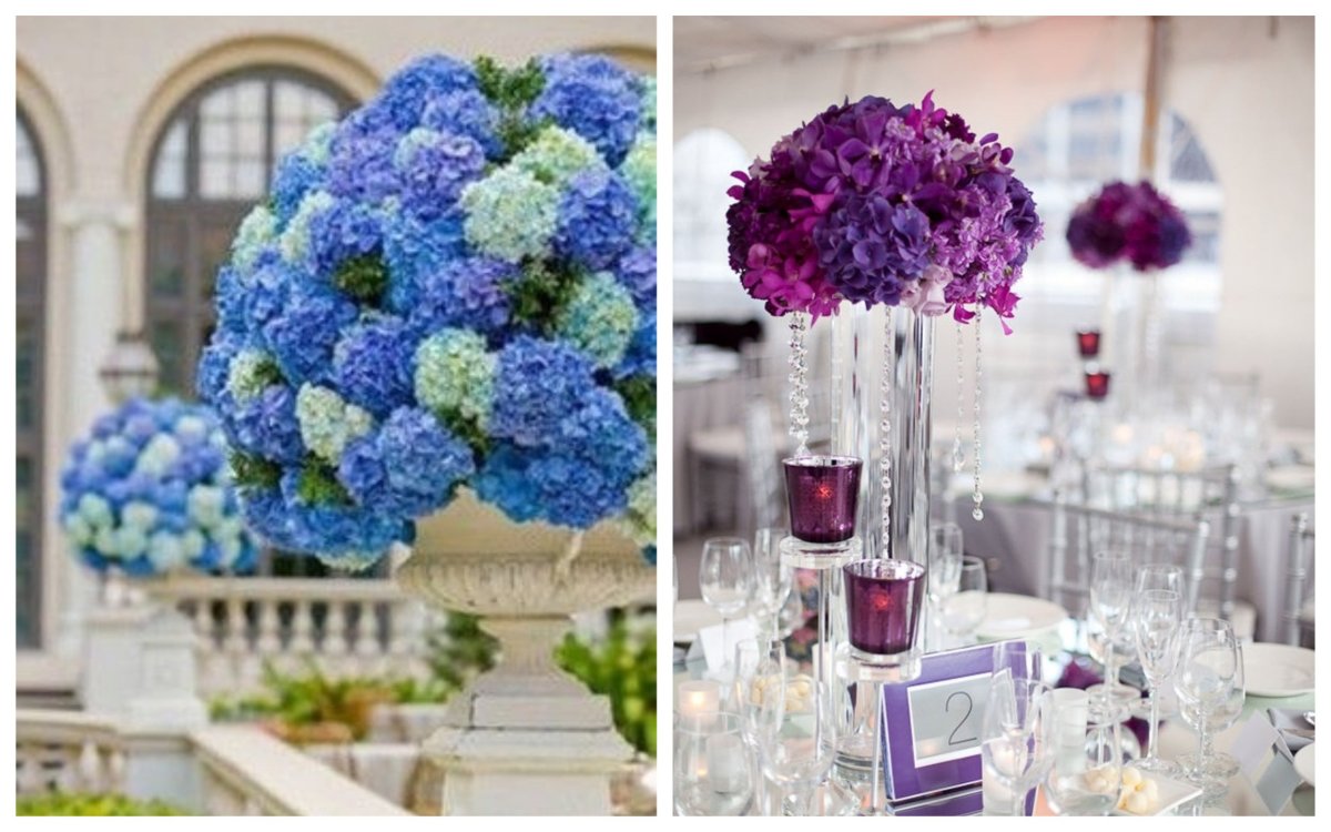 Гортензия белая