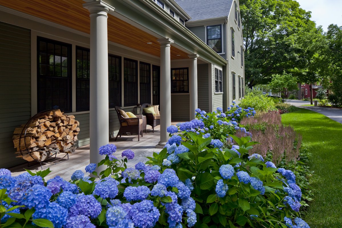 Гортензия Алан Титчмарш