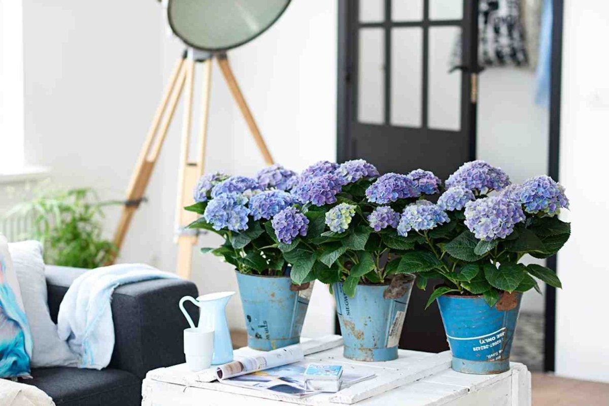 Цветонос гортензии