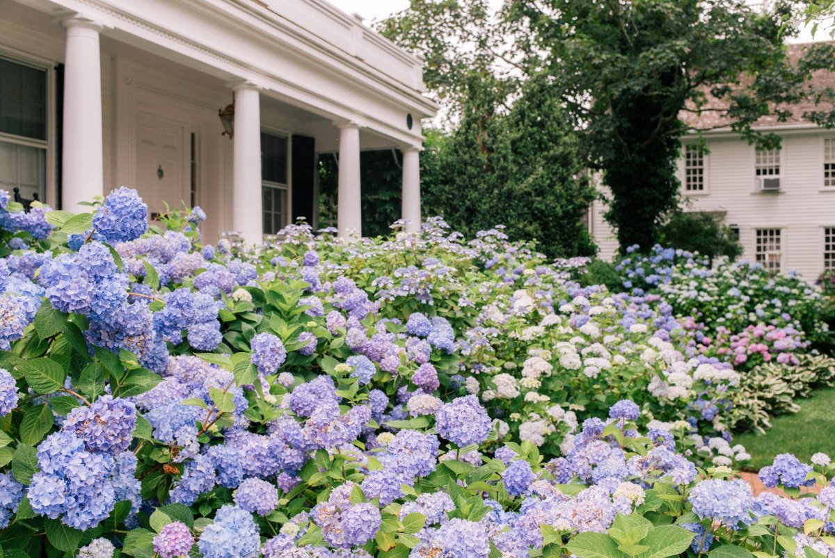 Гортензия Васильковая