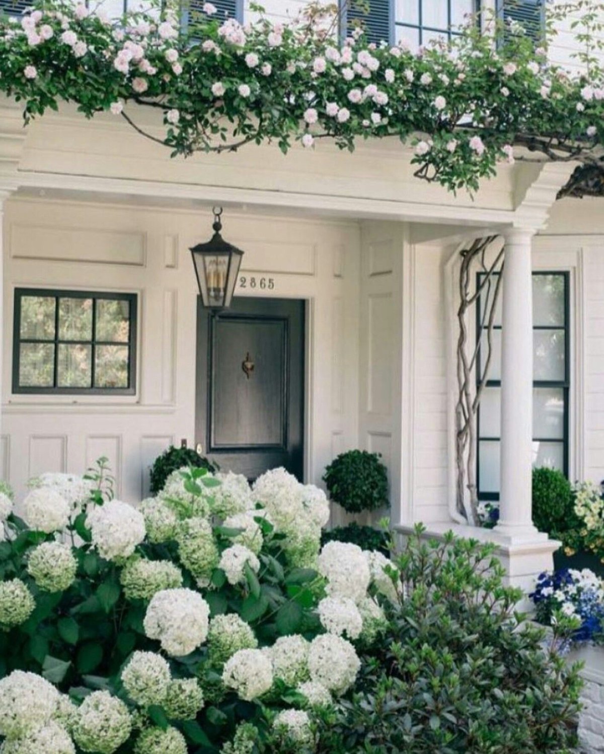 Гортензия балконная