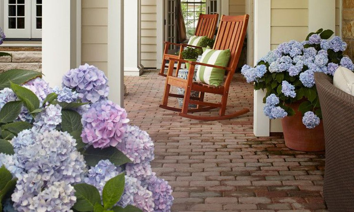 Гортензия бобо Живая изгородь