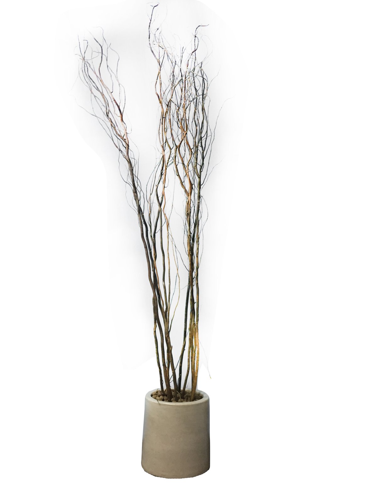 Корилус сухоцвет