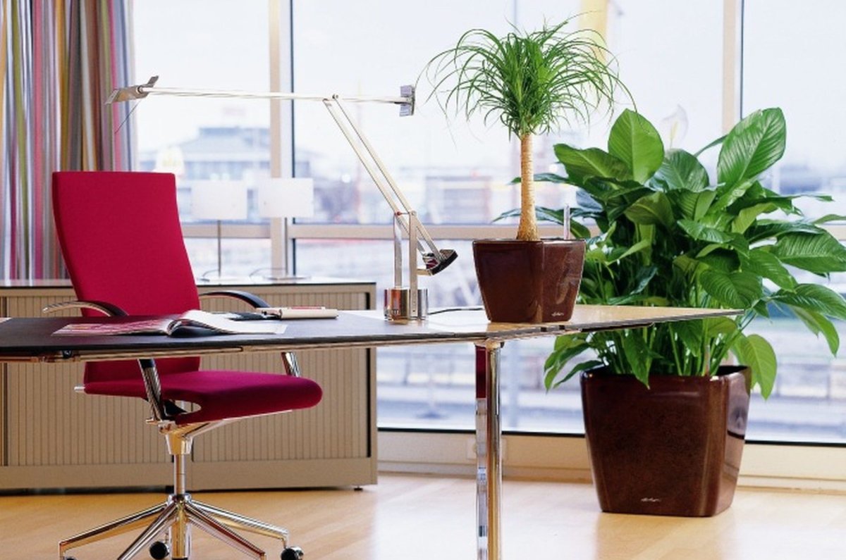 Комнатные цветы в интерьере офиса