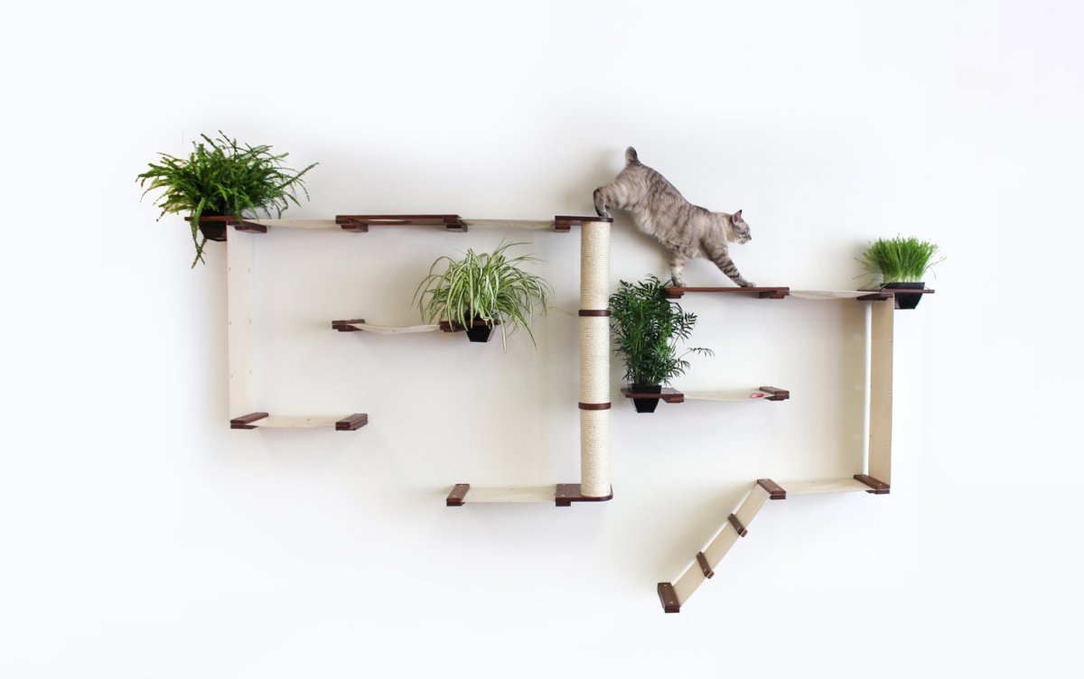 Дизайн коты
