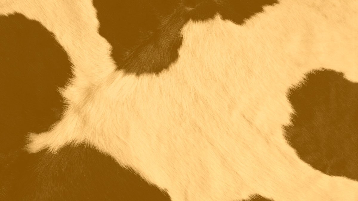 Красивые обои с коровьими пятнами