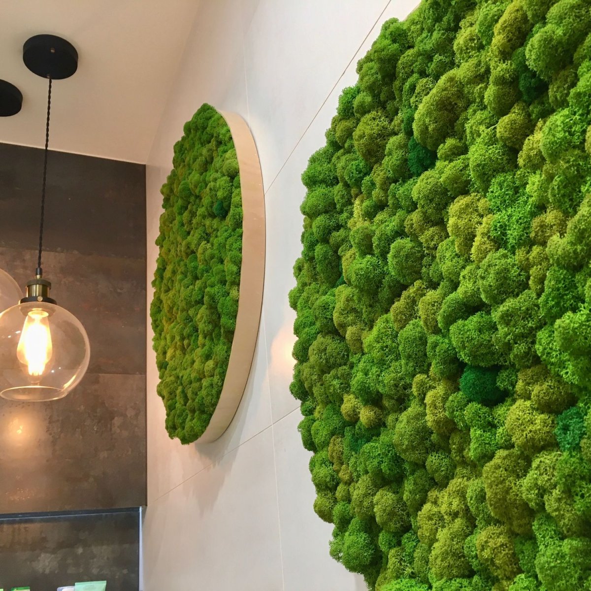 Фитостена ягель