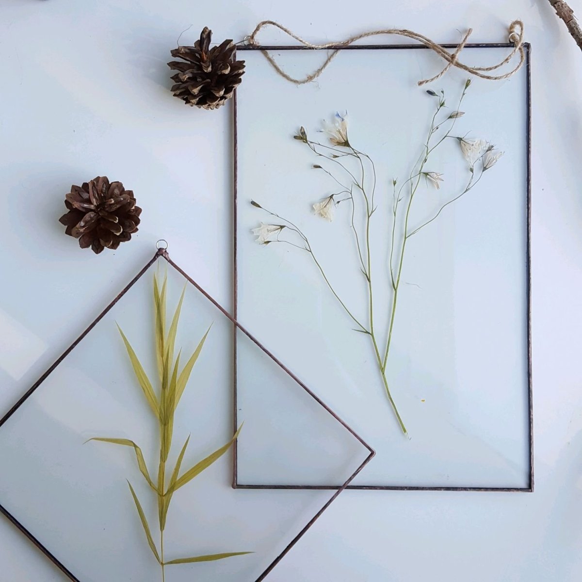 Гербарий под стеклом