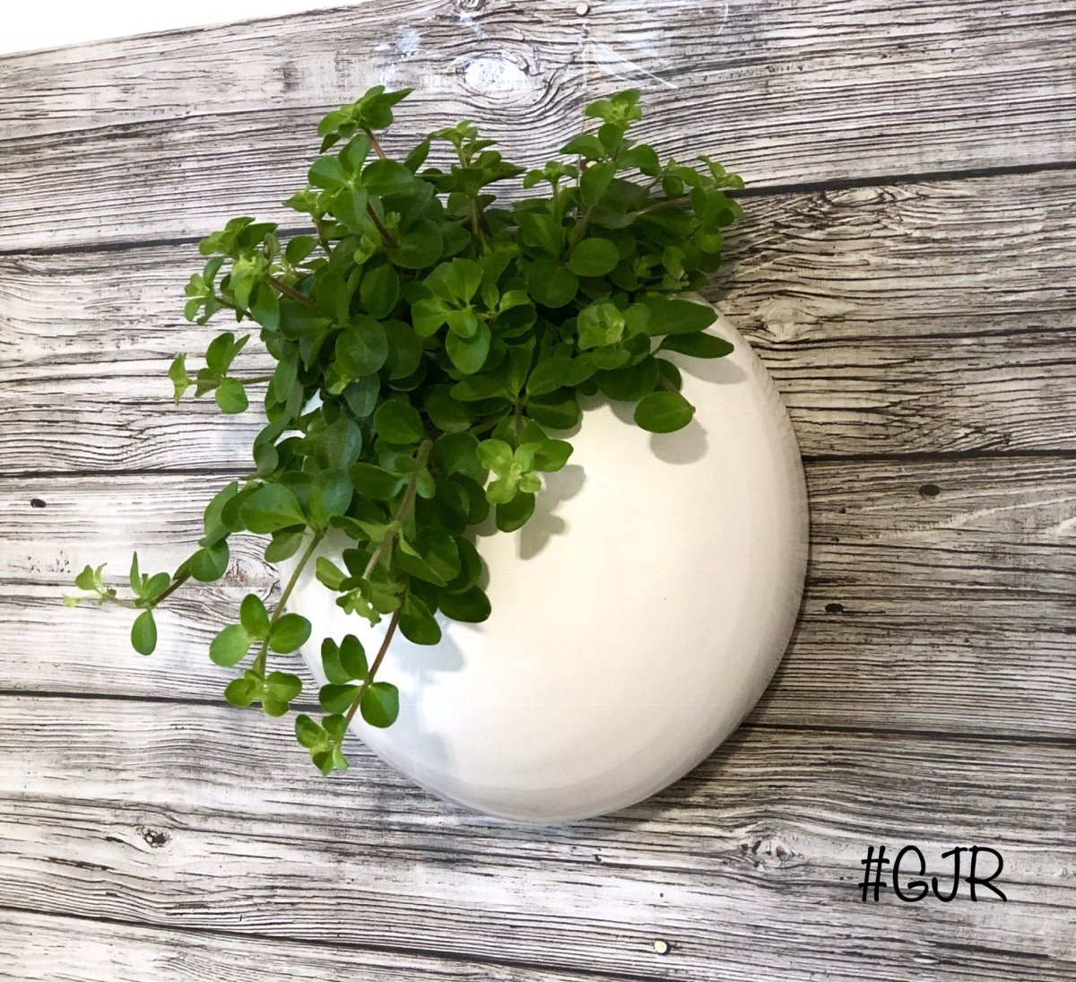 Цветы на стене в горшках