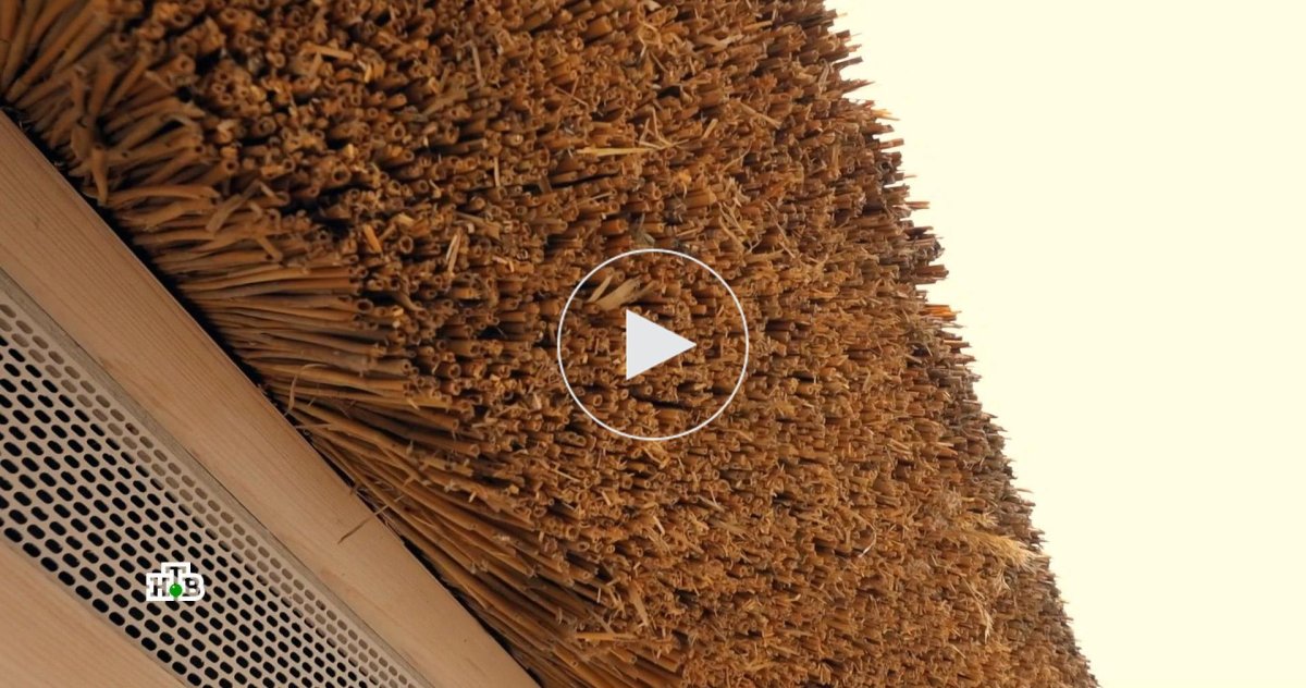 Забор из камыша