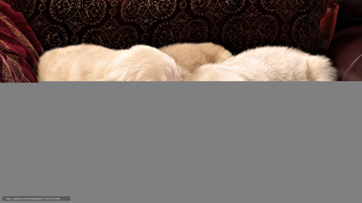 Мех чернобурки Saga furs