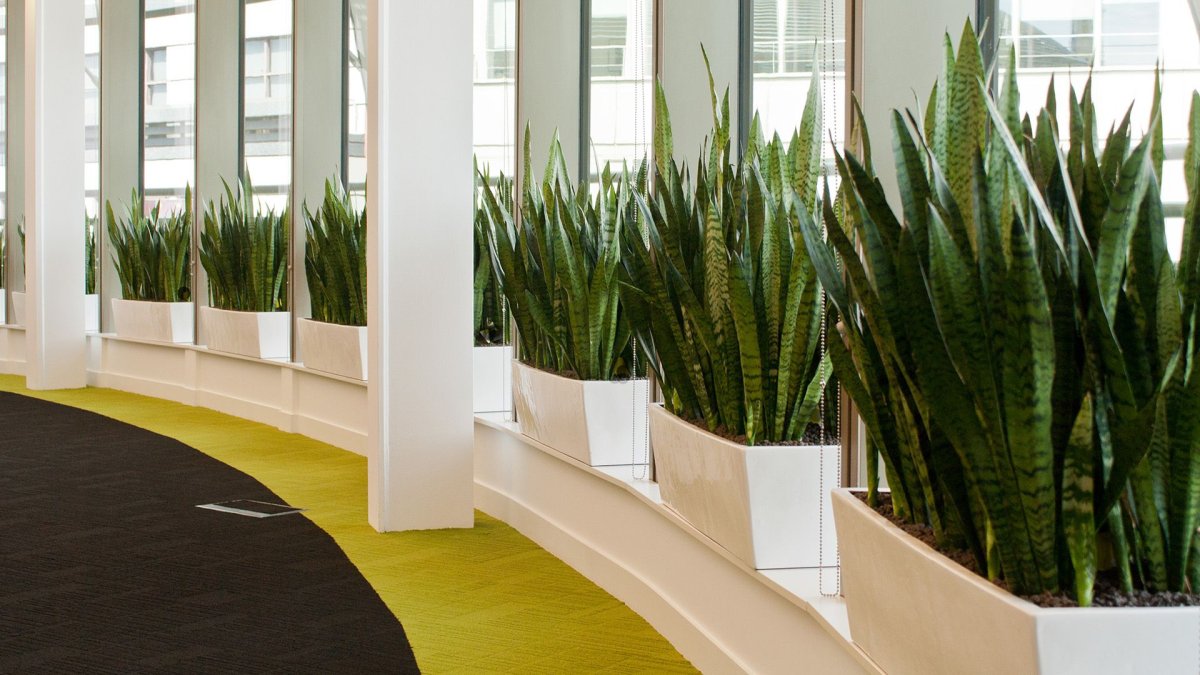 Сансевиерия Уитни