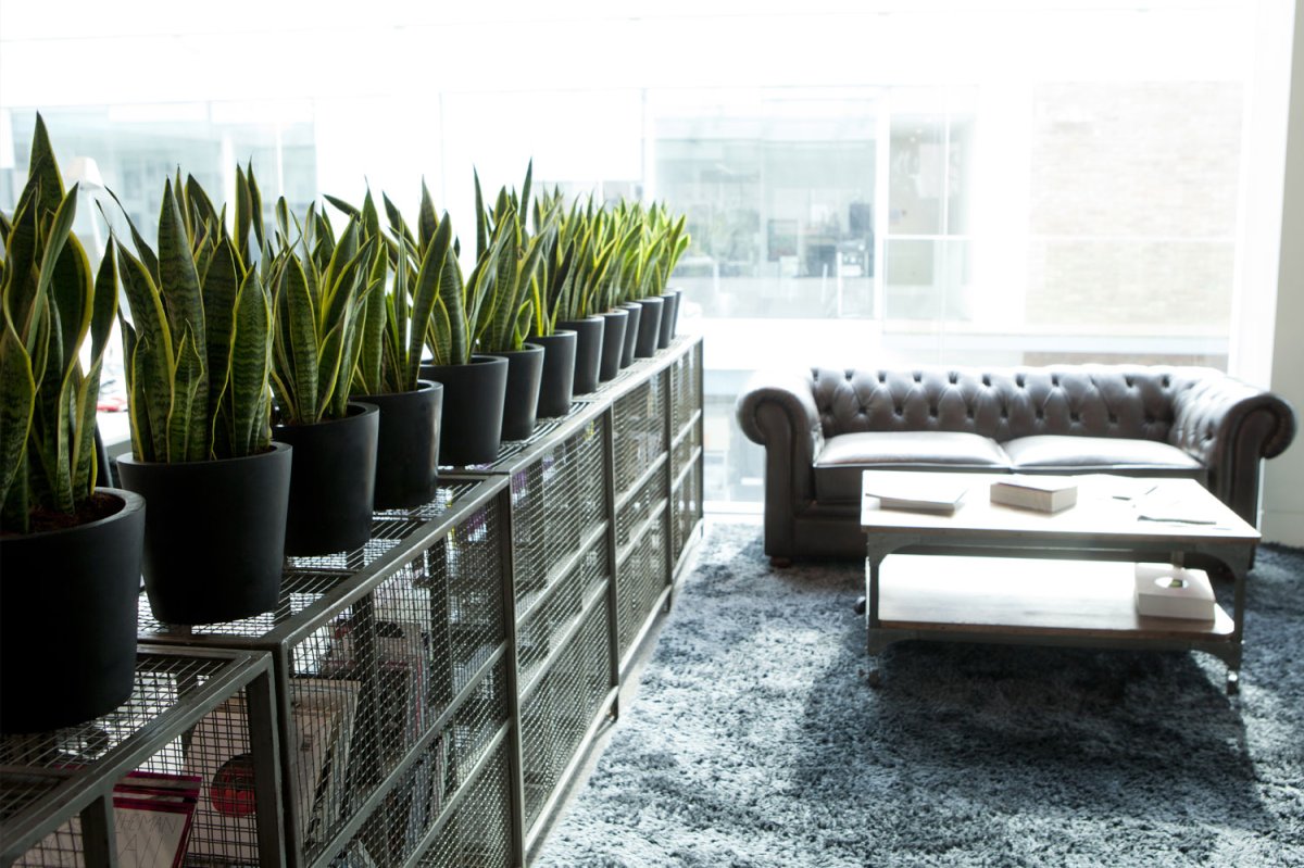 Сансевиерия Лауренти Лечуза Балконера 80