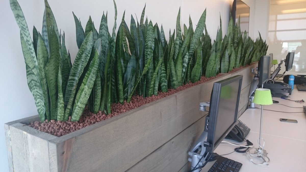 Плющ сансевьера