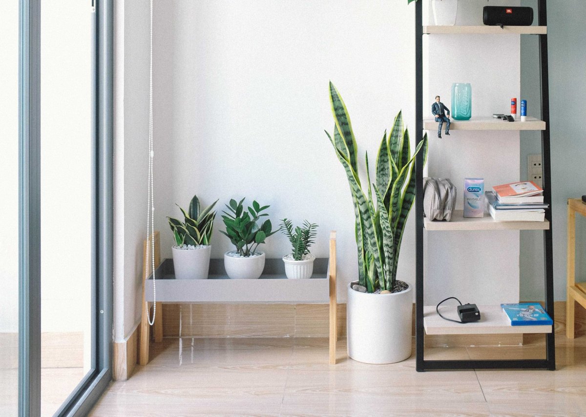 Сансевиерия в интерьере квартиры