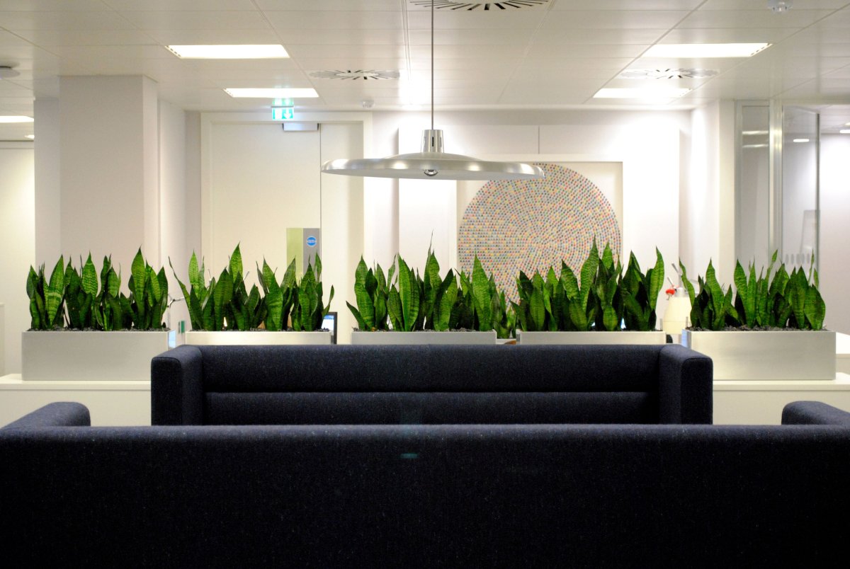 Сансевиерия в офисе