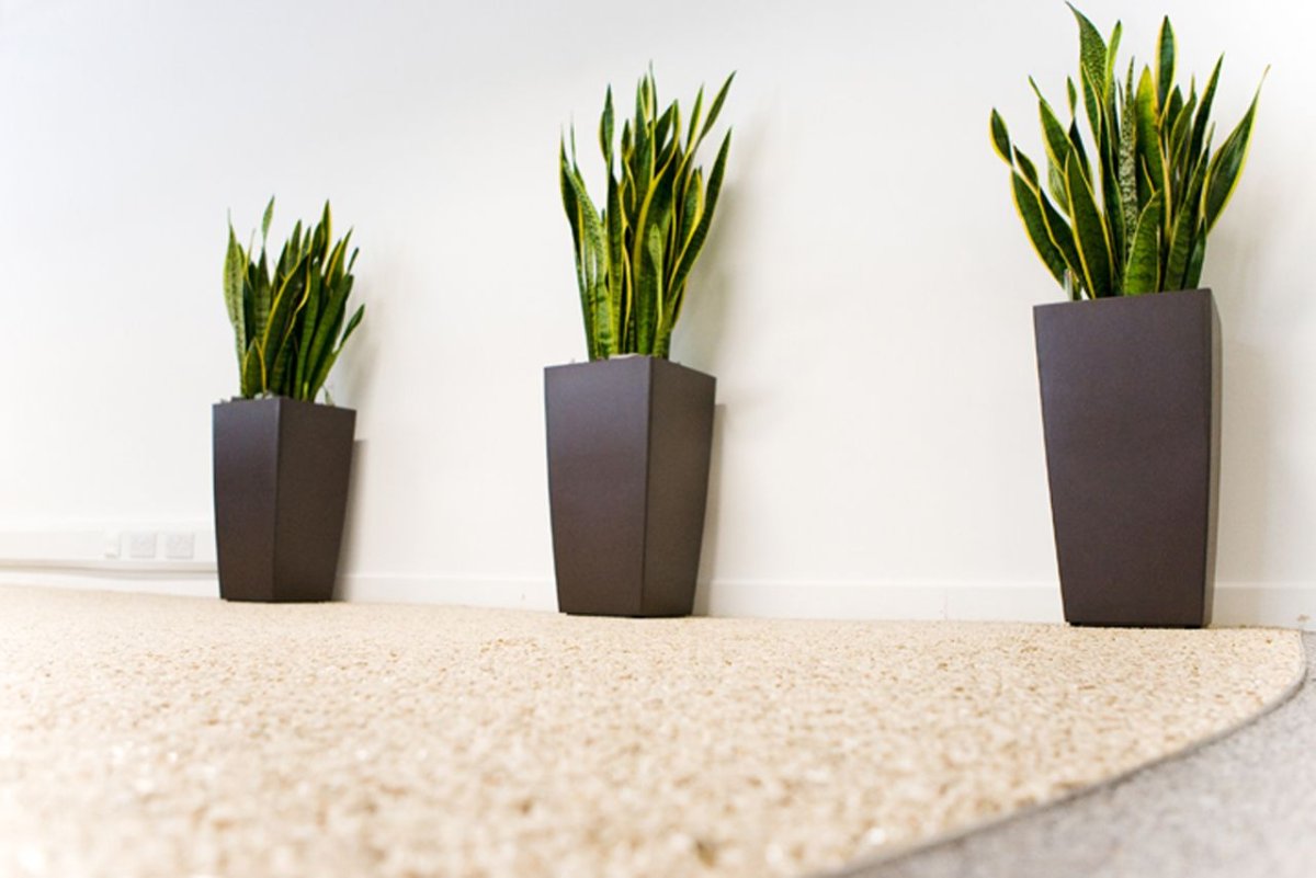 Сансевиерия суккулент