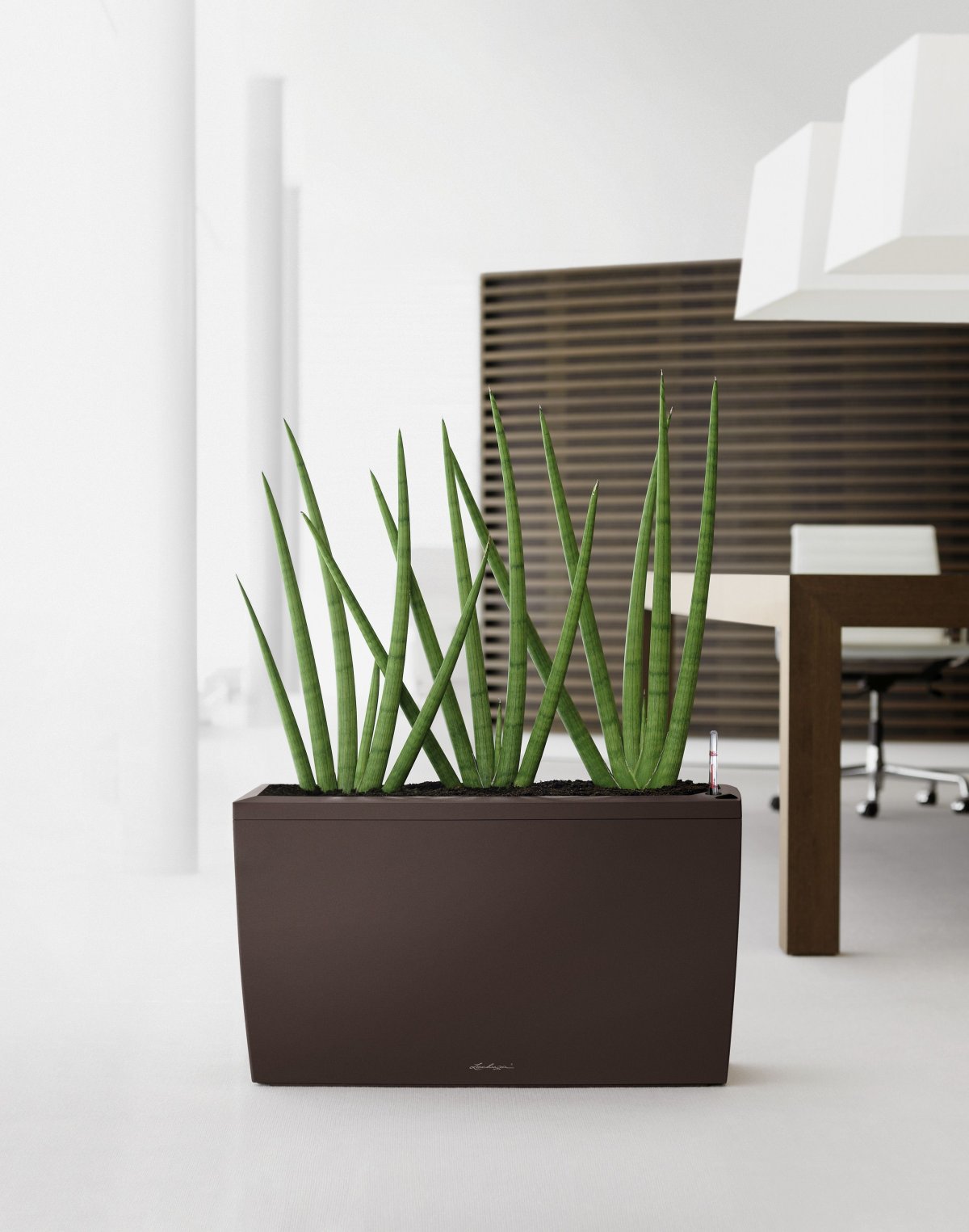 Сансевиерия фитодизайн