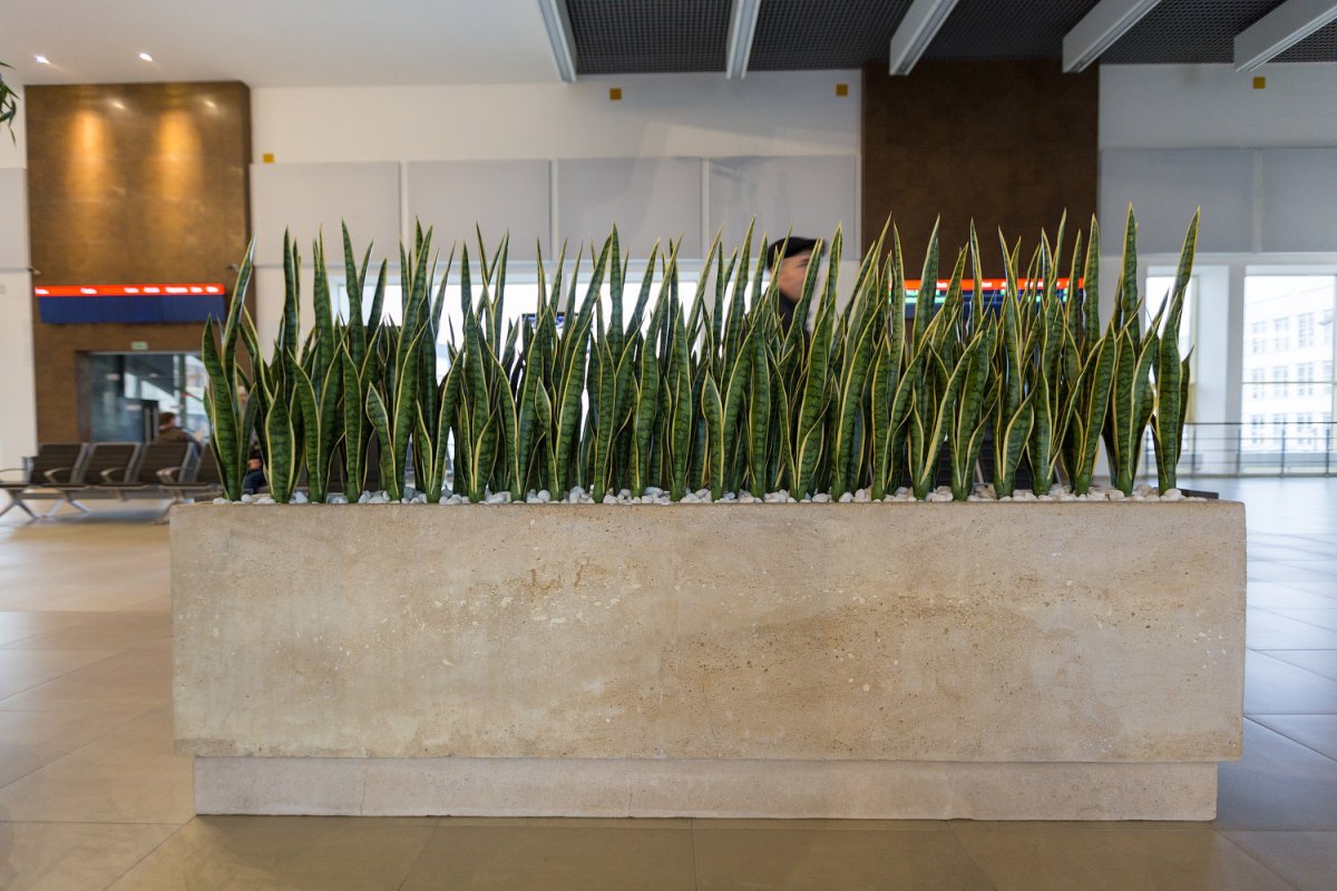 Сансевиерия в интерьере квартиры