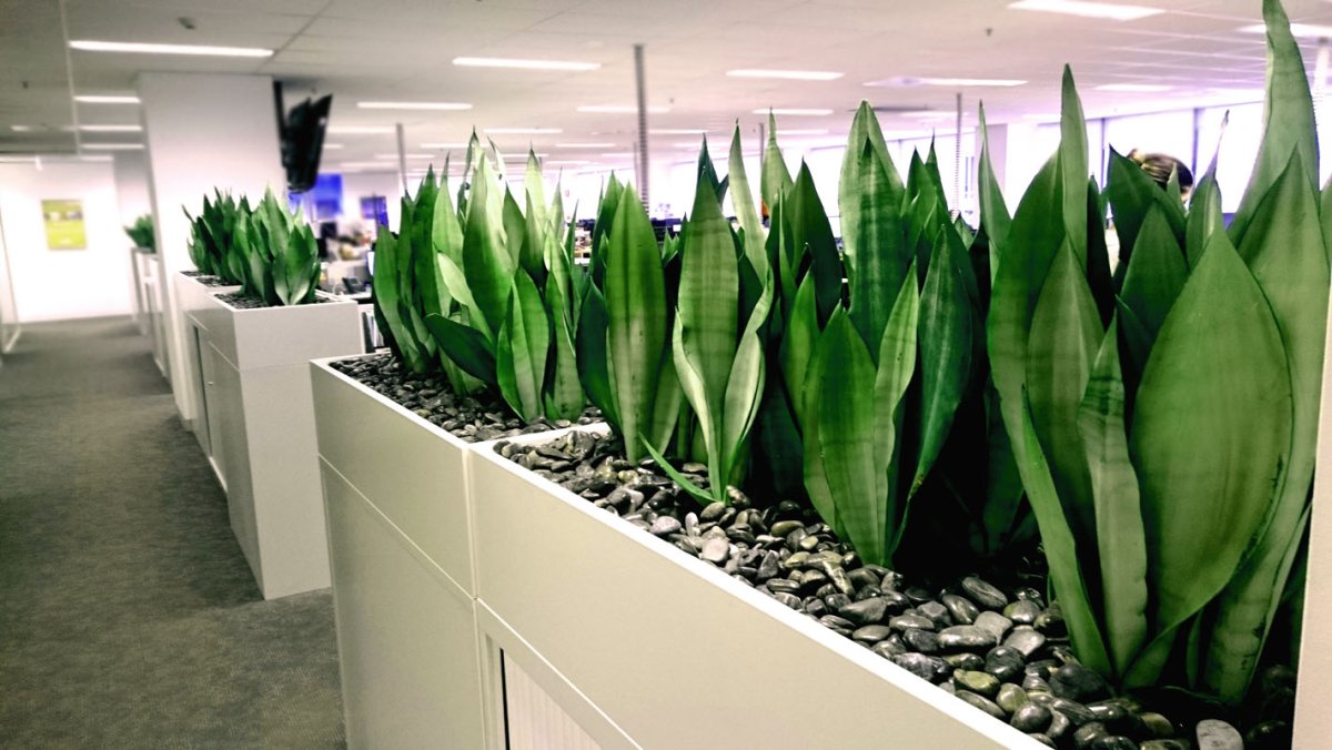 Сансевиерия Лауренти