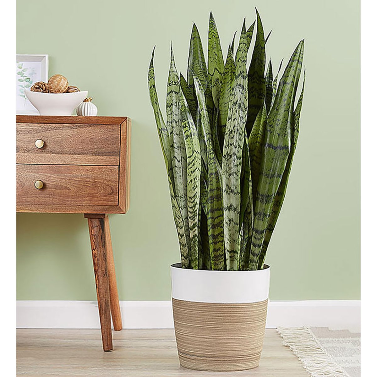 Фитодизайн Минимализм