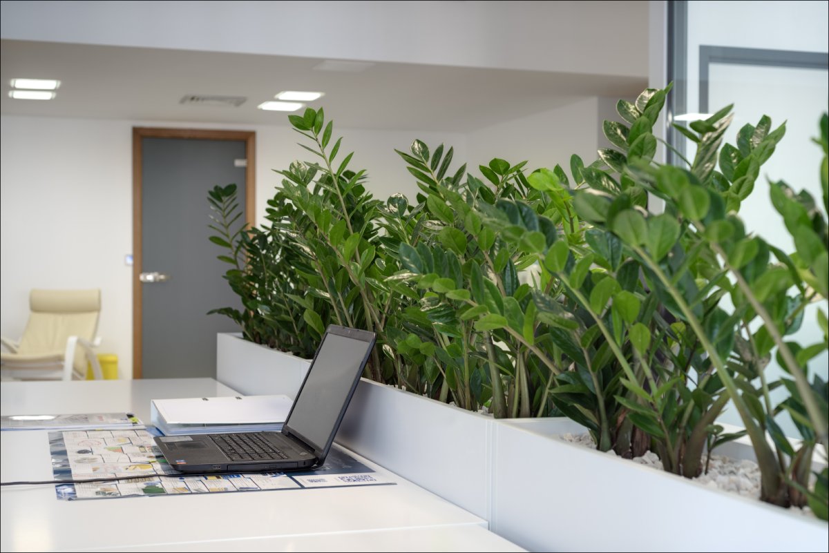 Озеленение офиса готовые решения
