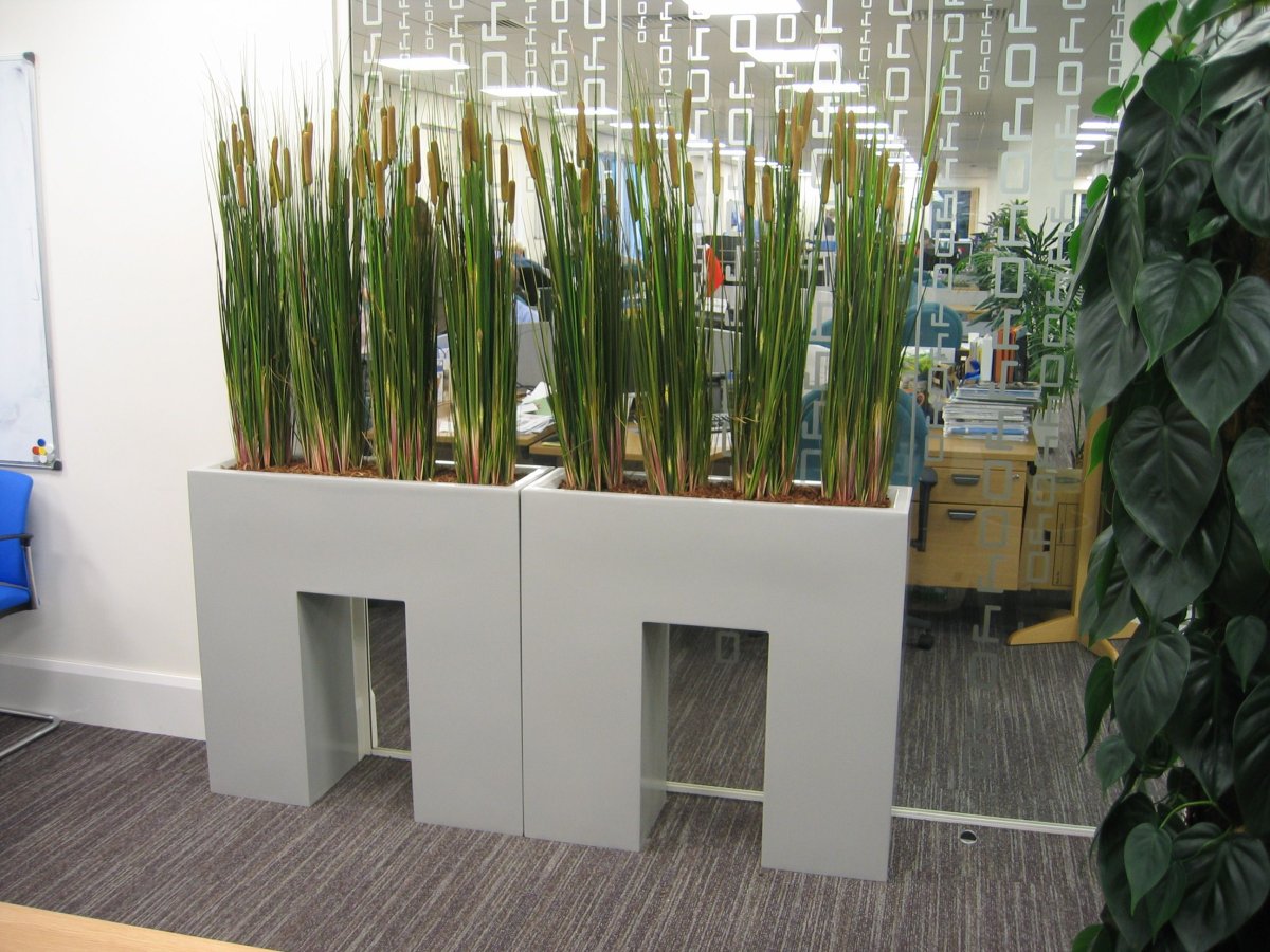 Сансевиерия в интерьере офиса