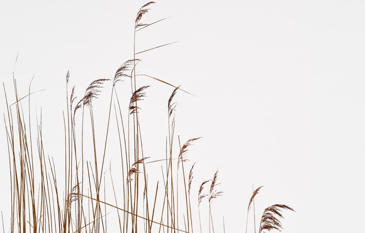 Камыши картинки на белом фоне