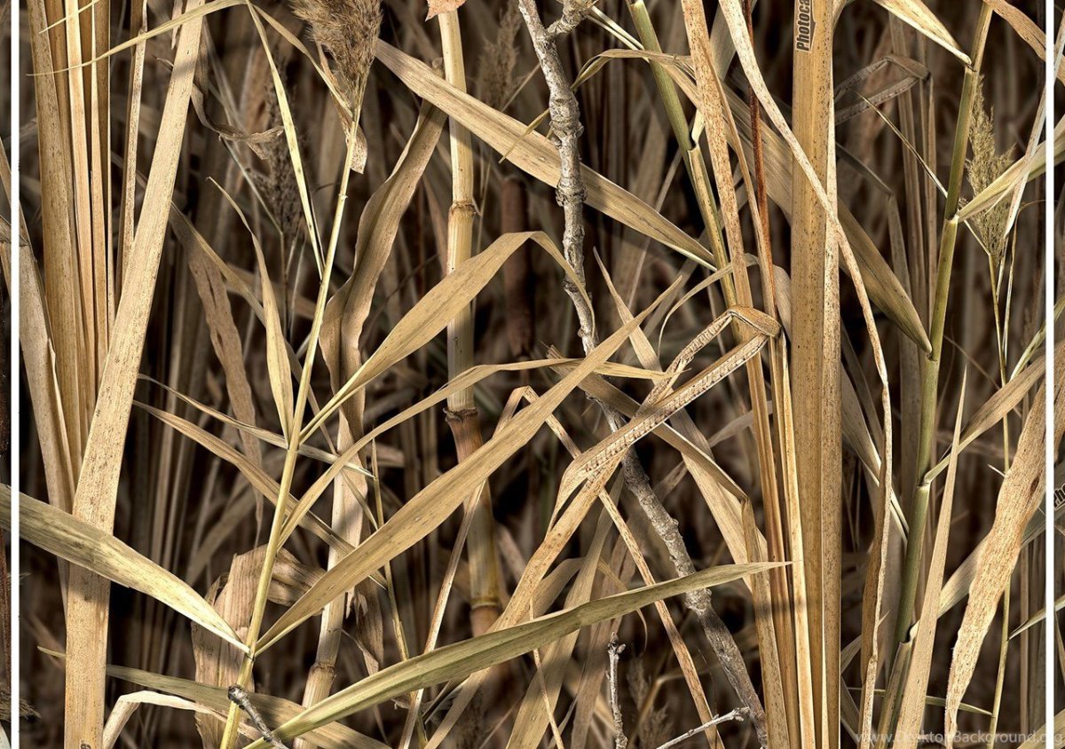 Камыши паттерн